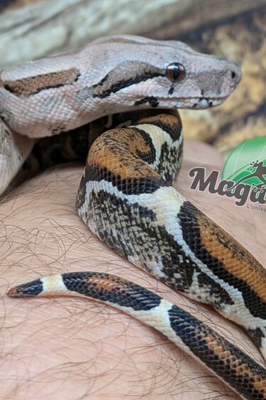 Magazoo Boa imperator colombien Juvénile (1.5 ans) #1
