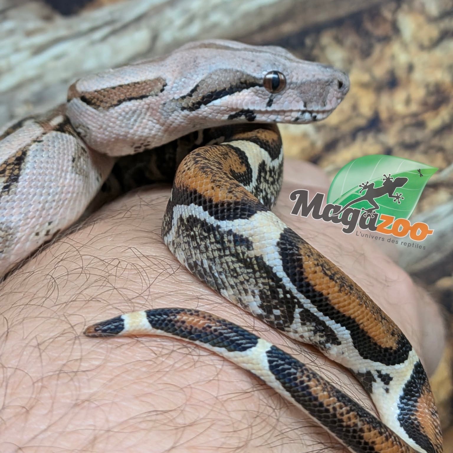 Magazoo Boa imperator colombien Juvénile (1.5 ans) #1