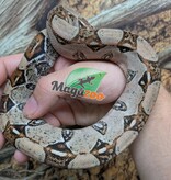 Magazoo Boa imperator colombien Juvénile (1.5 ans) #1