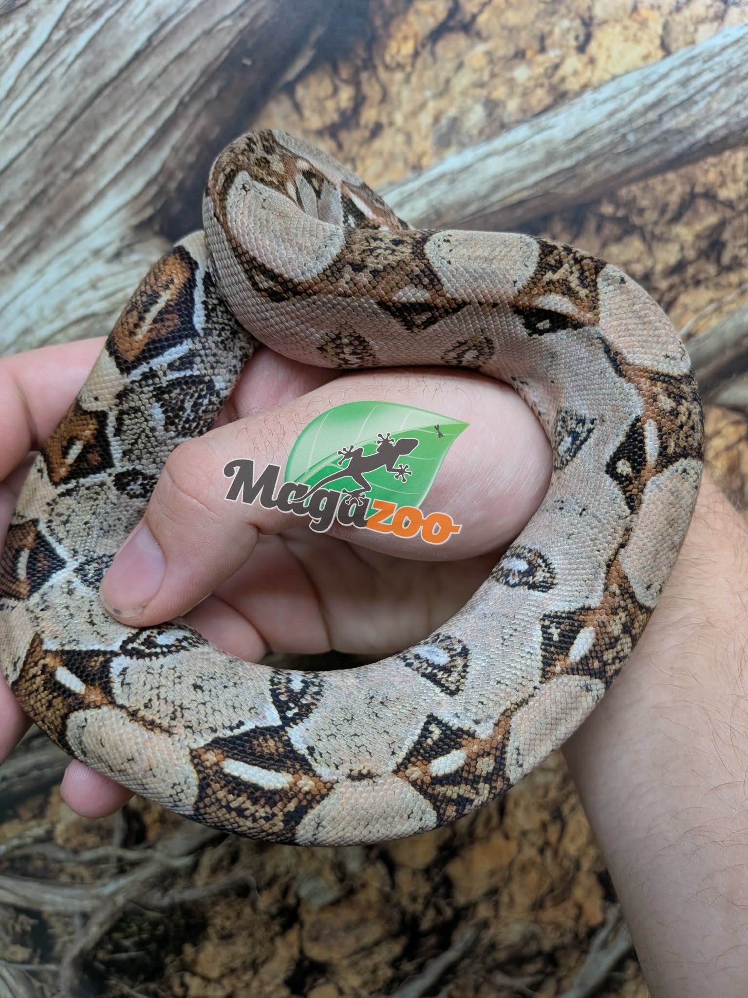 Magazoo Juvenile Boa constrictor colombian (1,5 years old) #1