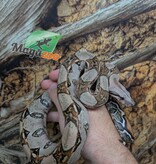 Magazoo Juvenile Boa constrictor colombian (1,5 years old) #1