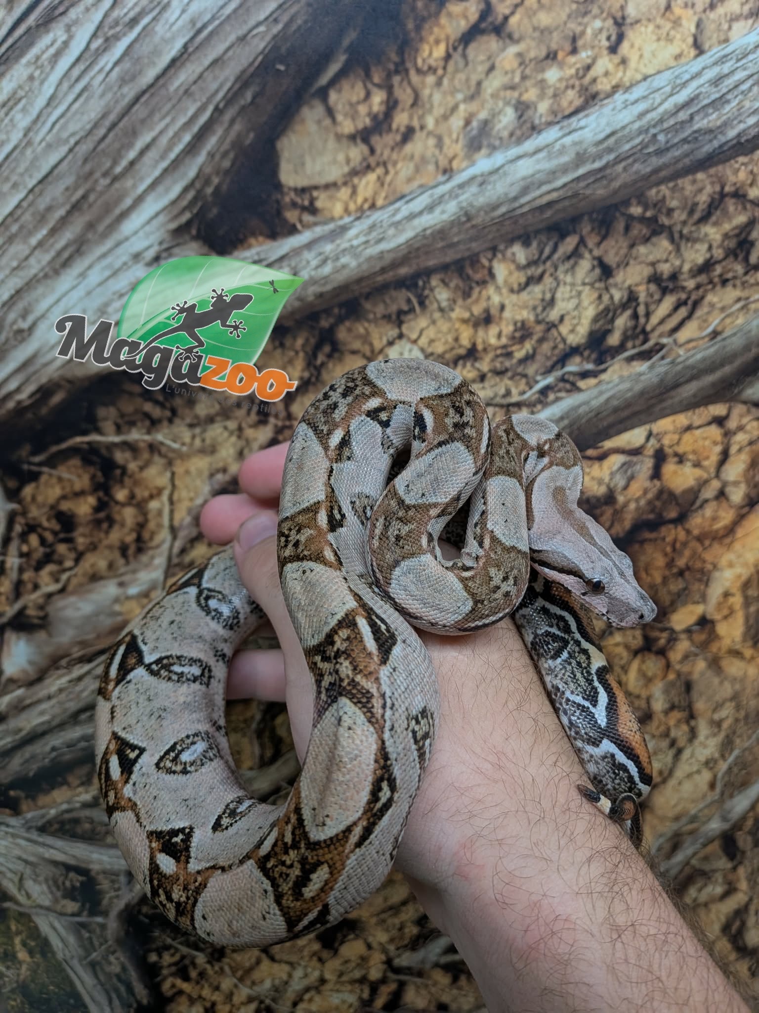 Magazoo Boa imperator colombien Juvénile (1.5 ans) #1