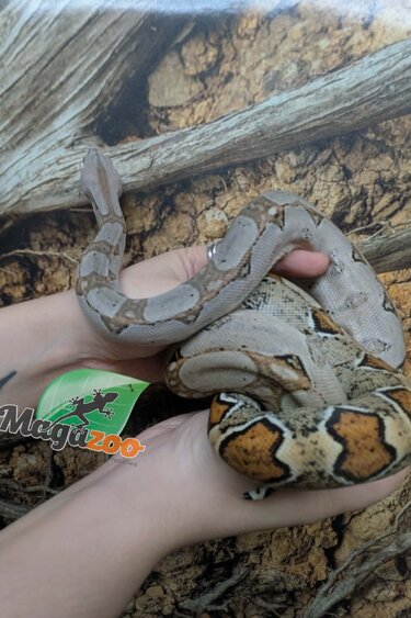 Magazoo Juvenile Boa constrictor colombian (1.5 years old) #3