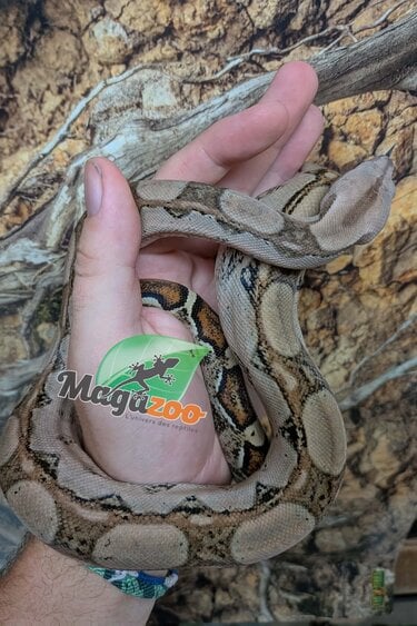 Magazoo Juvenile Boa constrictor colombian (1.5 years old) #2