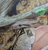 Magazoo Boa imperator colombien Juvénile (1.5 ans) #2