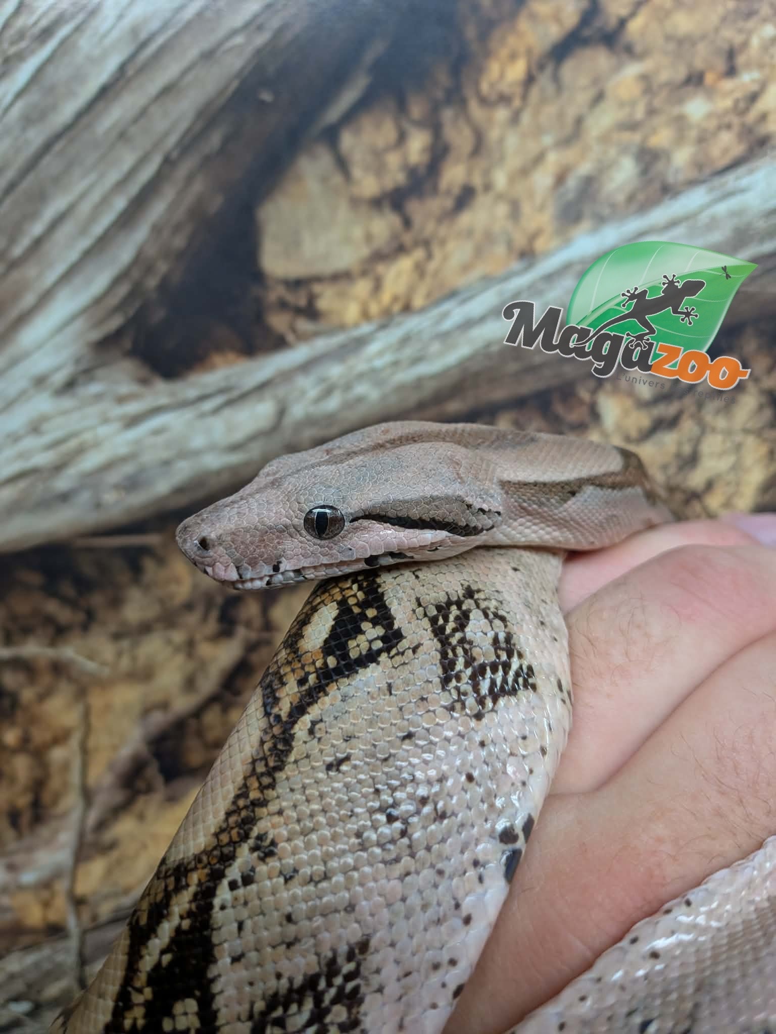 Magazoo Juvenile Boa constrictor colombian (1.5 years old) #2