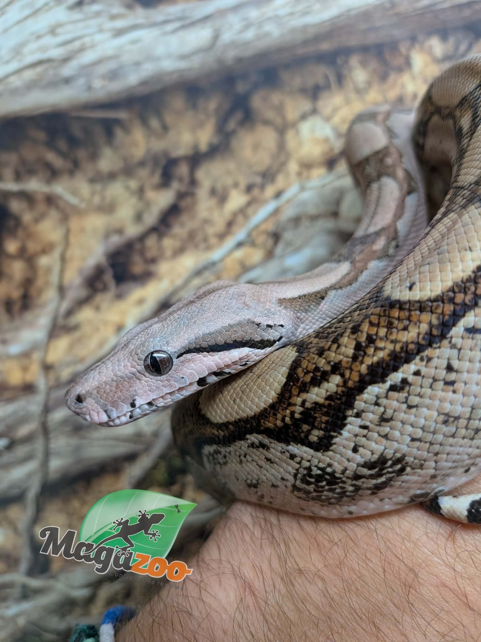 Magazoo Juvenile Boa constrictor colombian (1.5 years old) #2