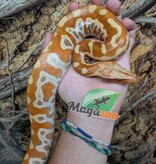 Magazoo Python malais Bébé Mâle Albino T+