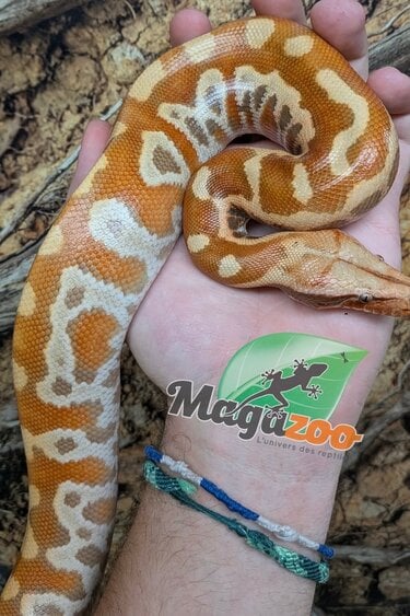 Magazoo Baby Male Albino T+ Blood python