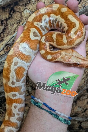 Magazoo Python malais Bébé Mâle Albino T+