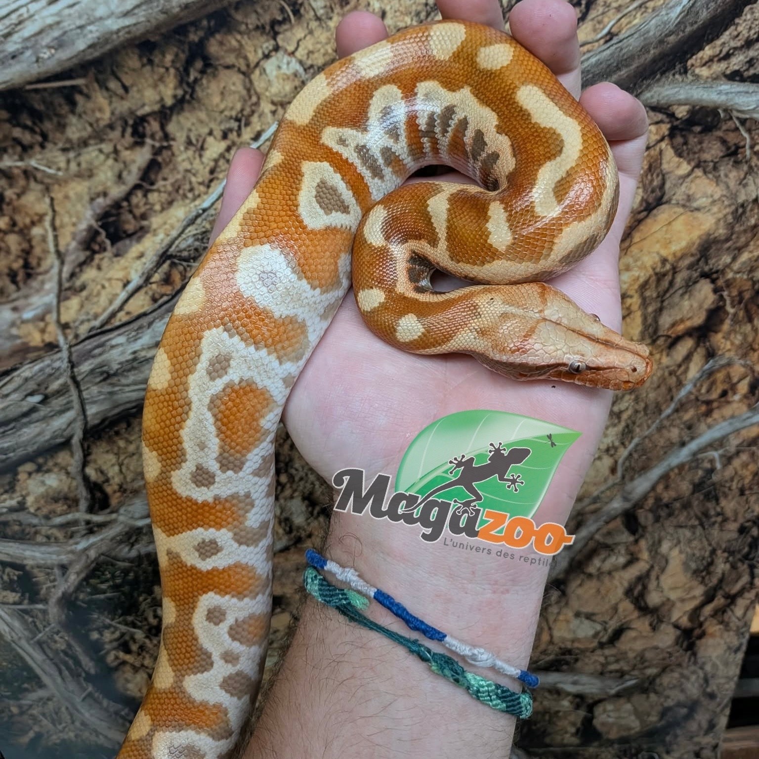 Magazoo Baby Male Albino T+ Blood python