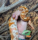 Magazoo Baby Male Albino T+ Blood python