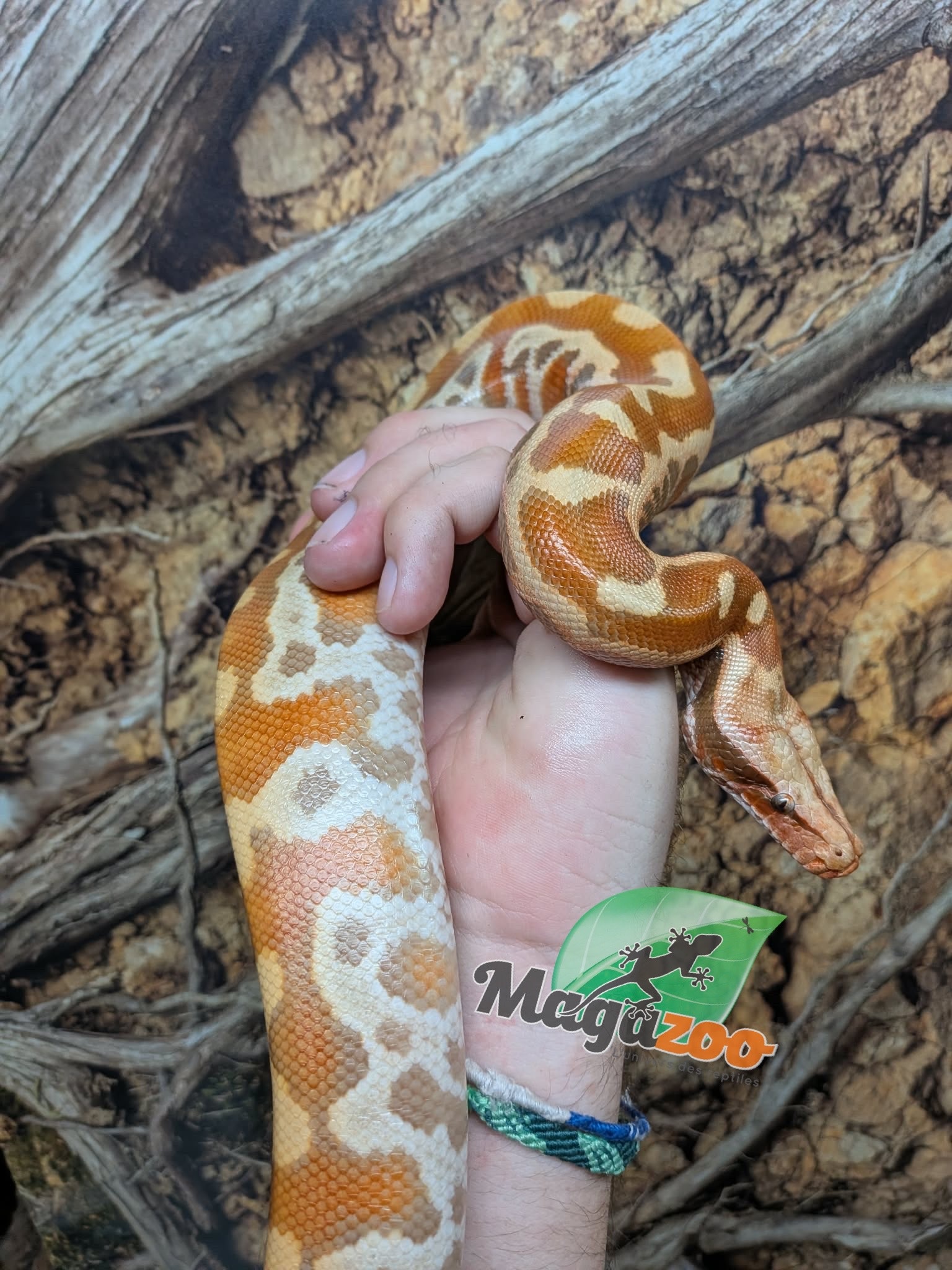 Magazoo Baby Male Albino T+ Blood python