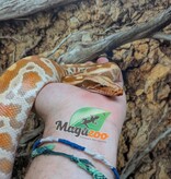 Magazoo Python malais Bébé Mâle Albino T+