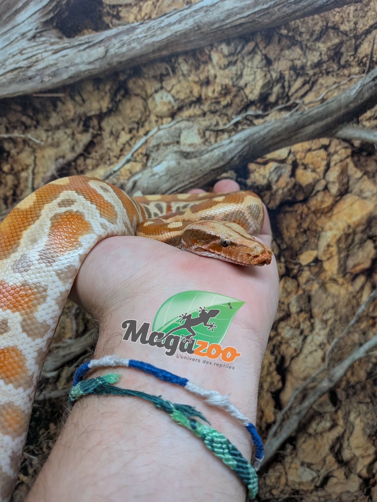 Magazoo Python malais Bébé Mâle Albino T+