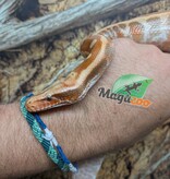 Magazoo Python malais Bébé Mâle Albino T+