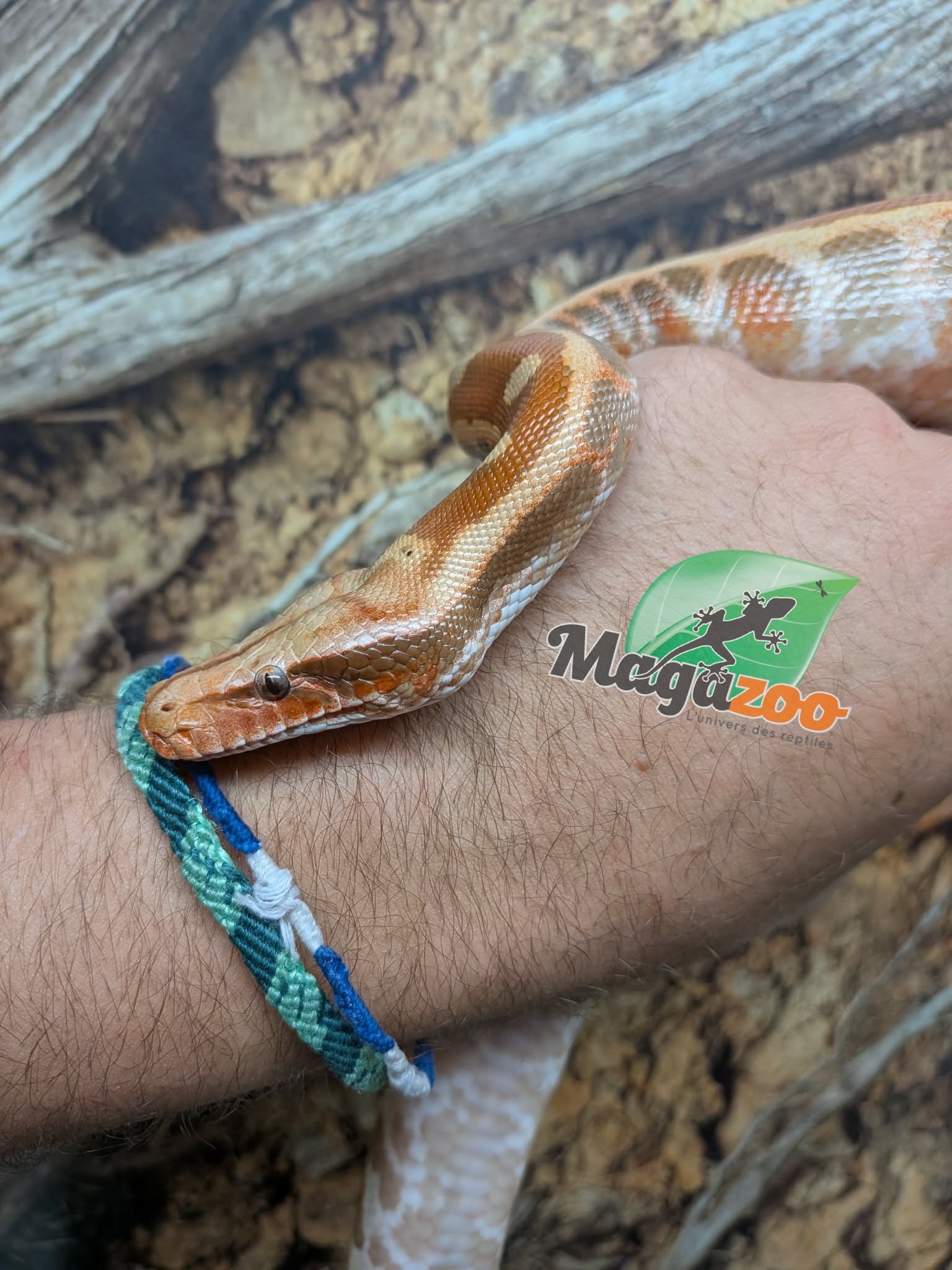 Magazoo Baby Male Albino T+ Blood python