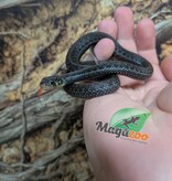 Magazoo Baby Chapala lake garter snake (Captive Breed) Born April 2025