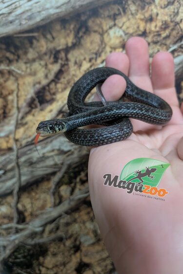 Magazoo Couleuvre du lac Chapala (Reproduit en captivité) Avril 2025 / Thamnophis eques obscurus male