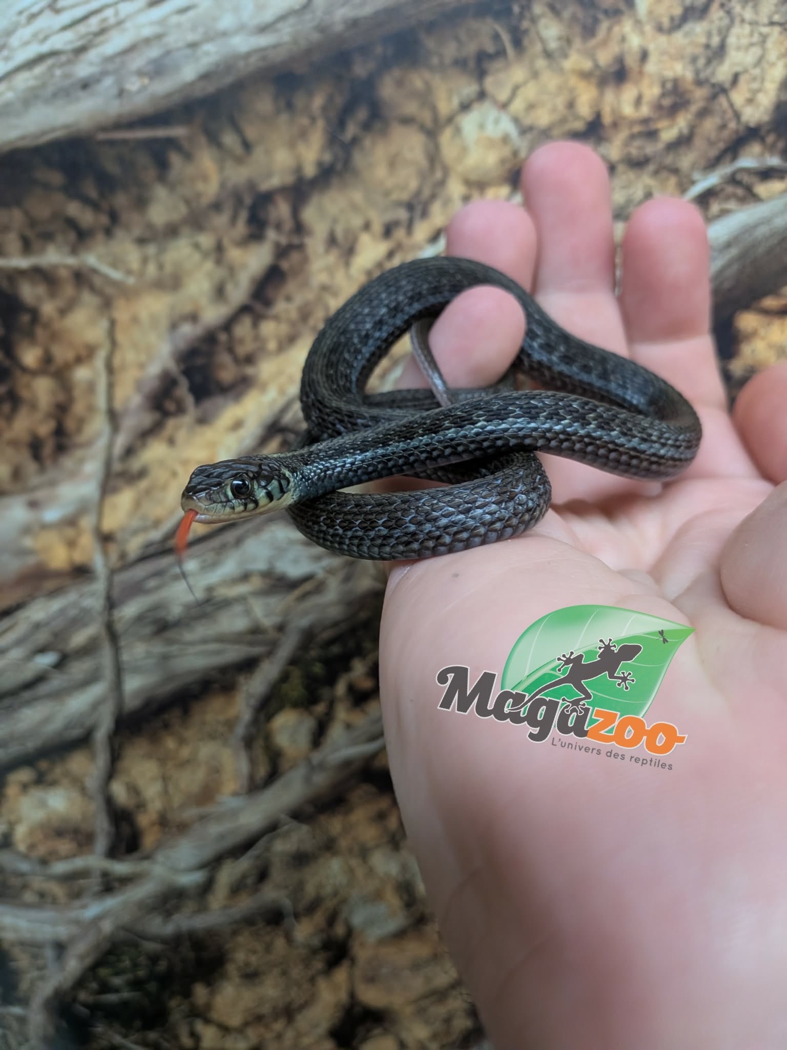 Magazoo Baby Chapala lake garter snake (Captive Breed) Born April 2025