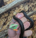 Magazoo Baby Chapala lake garter snake (Captive Breed) Born April 2025