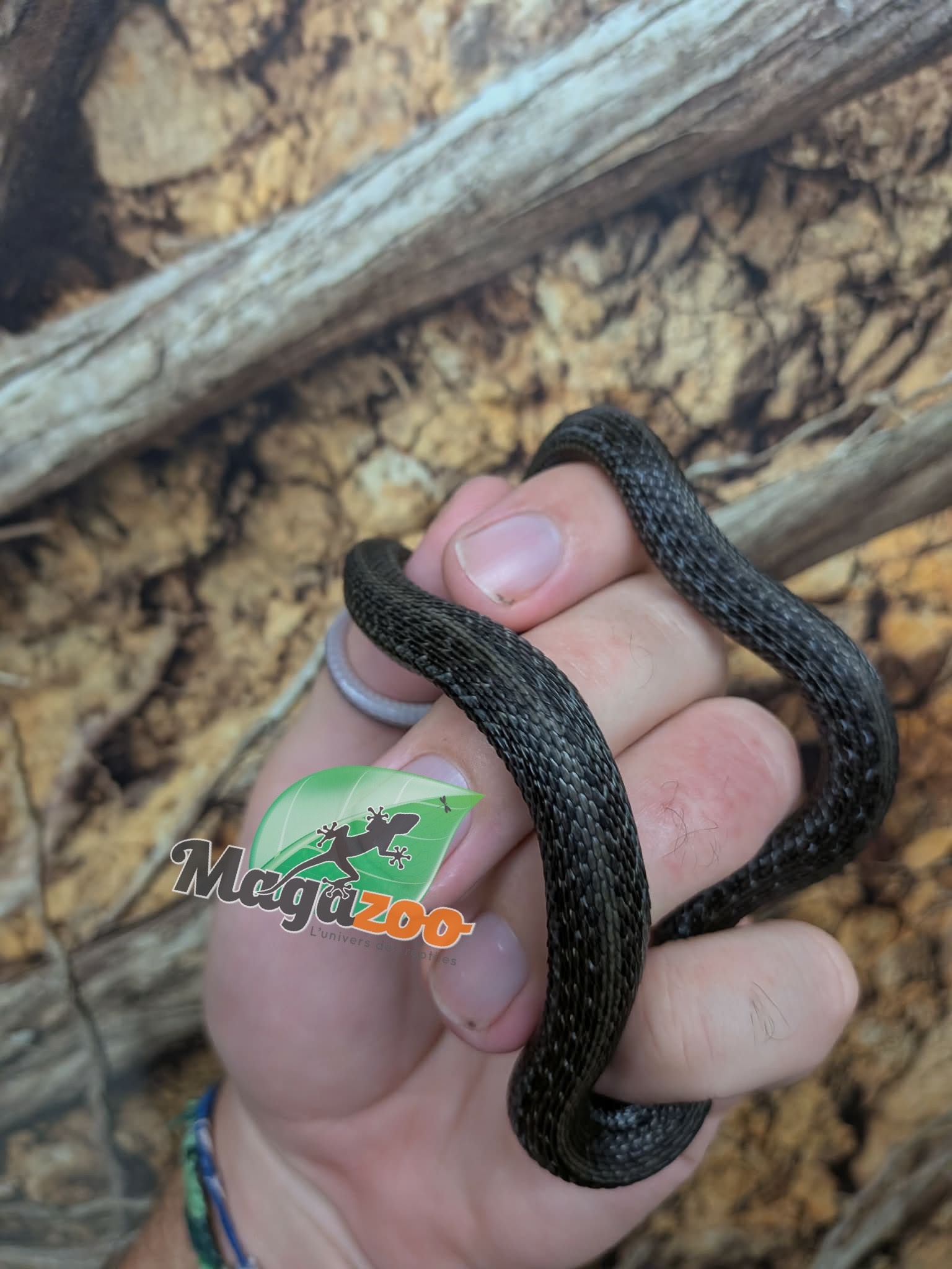 Magazoo Baby Chapala lake garter snake (Captive Breed) Born April 2025