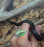 Magazoo Couleuvre du lac Chapala (Reproduit en captivité) Avril 2025 / Thamnophis eques obscurus male
