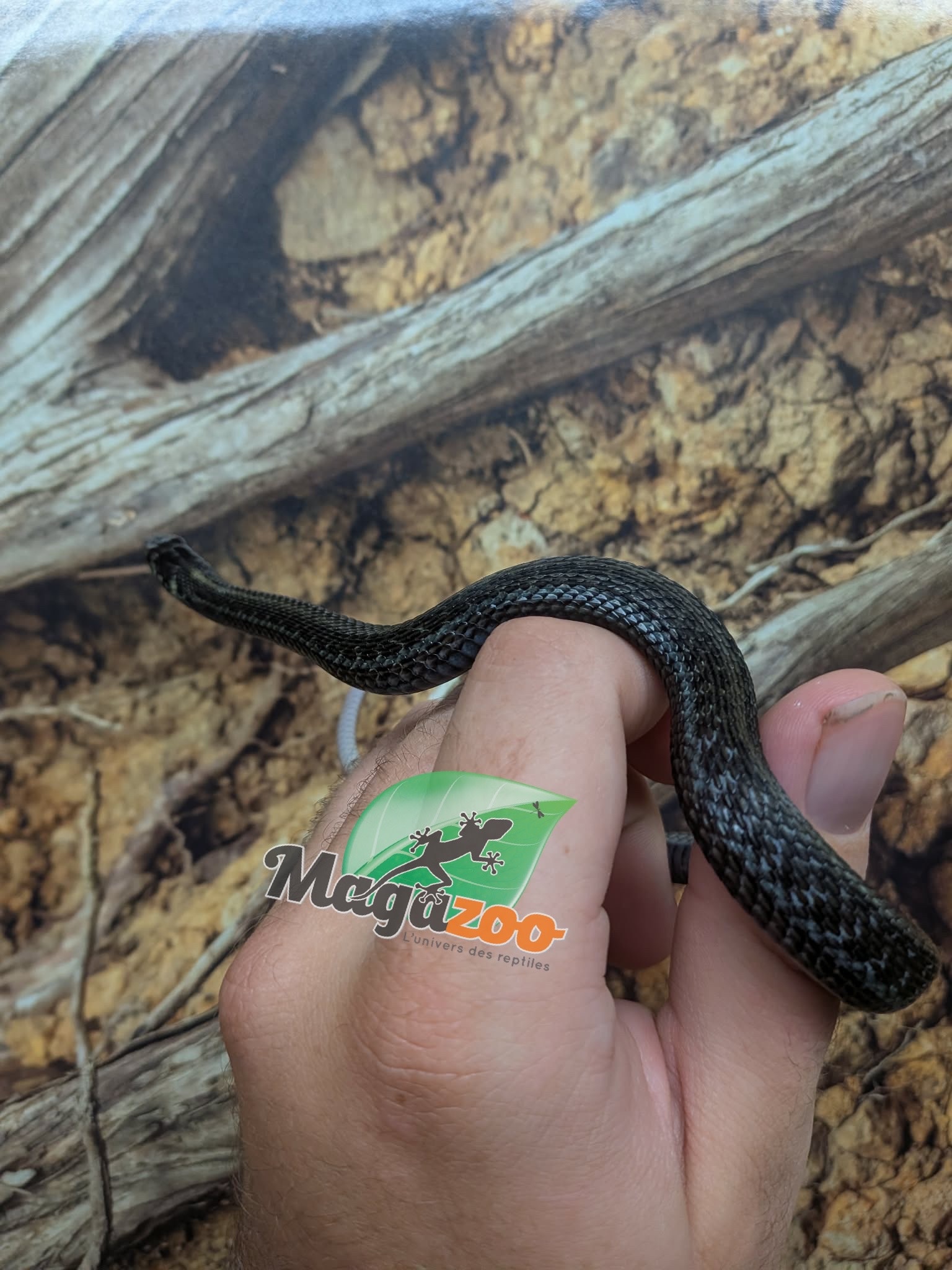 Magazoo Baby Chapala lake garter snake (Captive Breed) Born April 2025