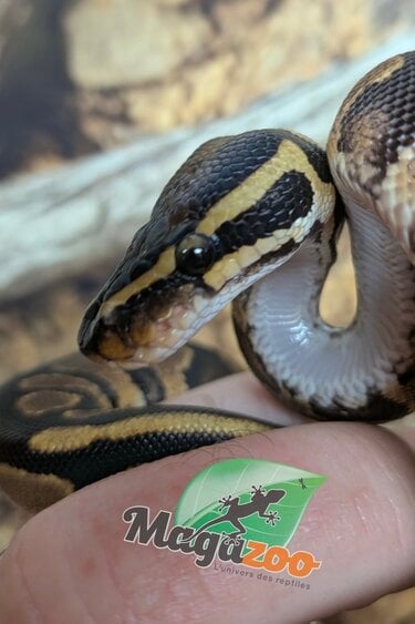 Magazoo Baby YellowBelly (het. Hypo)(50% het. pied) Ball Python #1 (May 14, 2026)