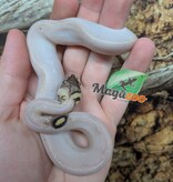 Magazoo Python royal Ivory Pastel Paradox (het. Hypo)(50% het. pied) Bébé  (14 Mai 2026)