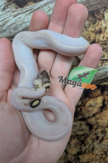 Magazoo Baby Ivory Pastel Paradox (het. Hypo)(50% het. pied) Ball Python  (May 14, 2026)