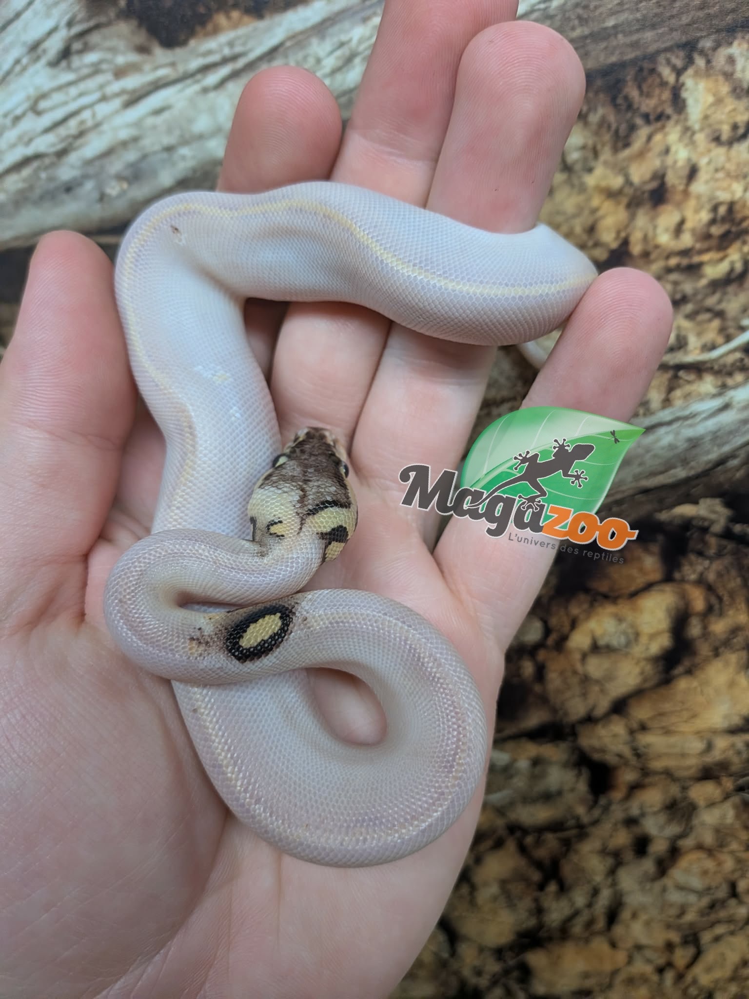 Magazoo Baby Ivory Pastel Paradox (het. Hypo)(50% het. pied) Ball Python  (May 14, 2026)