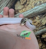 Magazoo Baby Ivory Pastel Paradox (het. Hypo)(50% het. pied) Ball Python  (May 14, 2026)