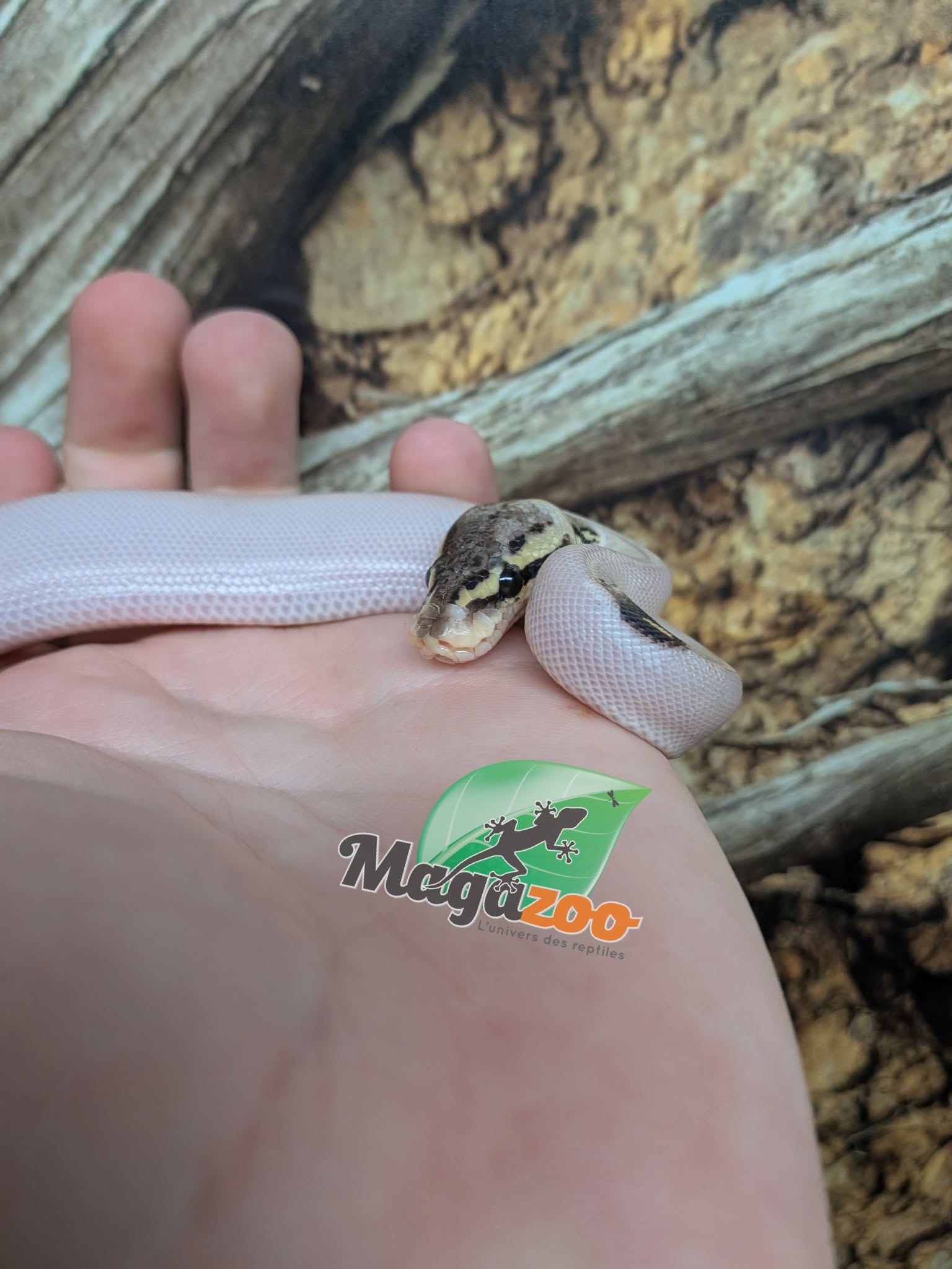Magazoo Python royal Ivory Pastel Paradox (het. Hypo)(50% het. pied) Bébé  (14 Mai 2026)