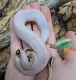 Magazoo Python royal Ivory Pastel Paradox (het. Hypo)(50% het. pied) Bébé  (14 Mai 2026)