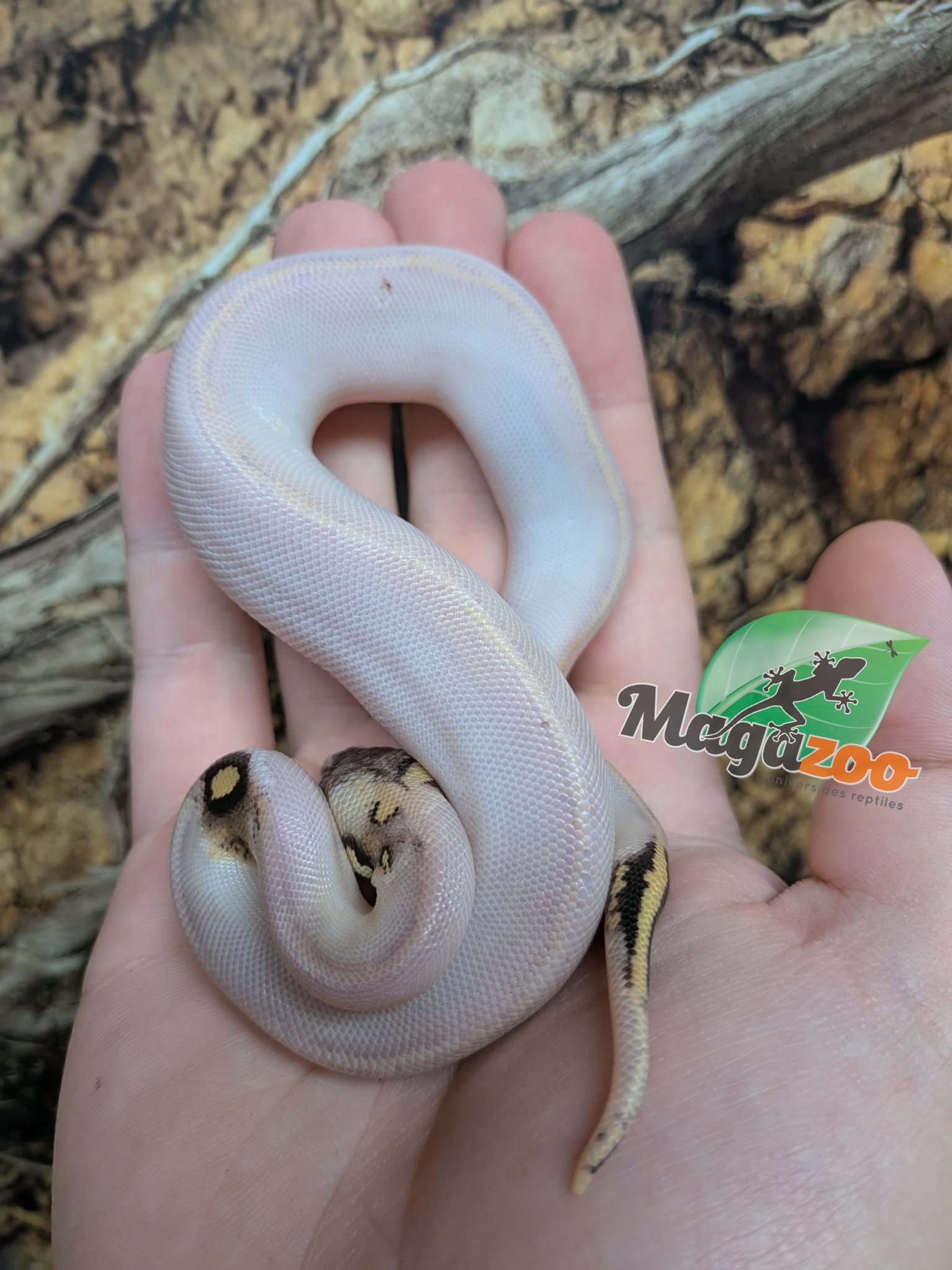 Magazoo Baby Ivory Pastel Paradox (het. Hypo)(50% het. pied) Ball Python  (May 14, 2026)