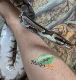 Magazoo Python royal régulier Adulte 8 ans / Adoption - 2ième chance