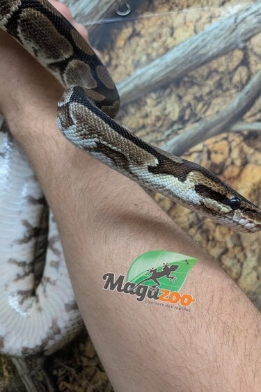 Magazoo Adult Regular Ball python 8 years old / 2nd chance -  Adoption