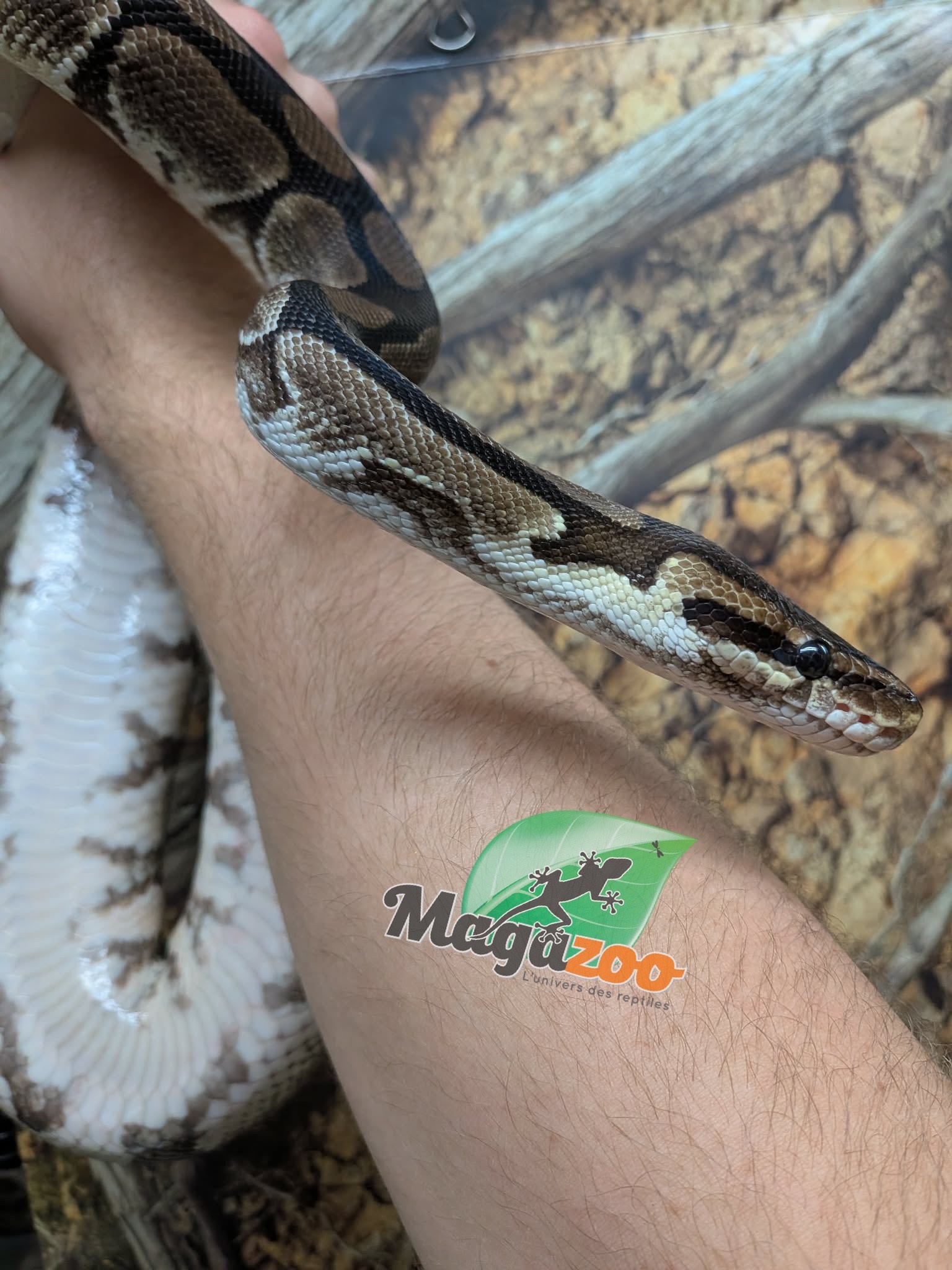 Magazoo Python royal régulier Adulte 8 ans / Adoption - 2ième chance
