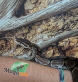 Magazoo Python royal régulier Adulte 8 ans / Adoption - 2ième chance