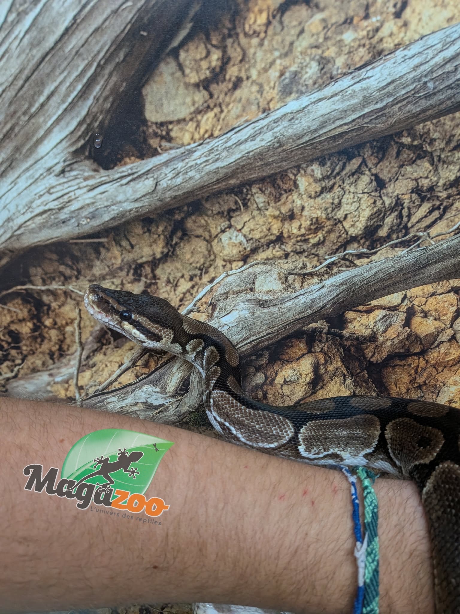 Magazoo Python royal régulier Adulte 8 ans / Adoption - 2ième chance