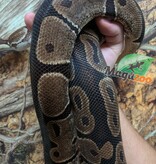 Magazoo Adult Regular Ball python 8 years old / 2nd chance -  Adoption