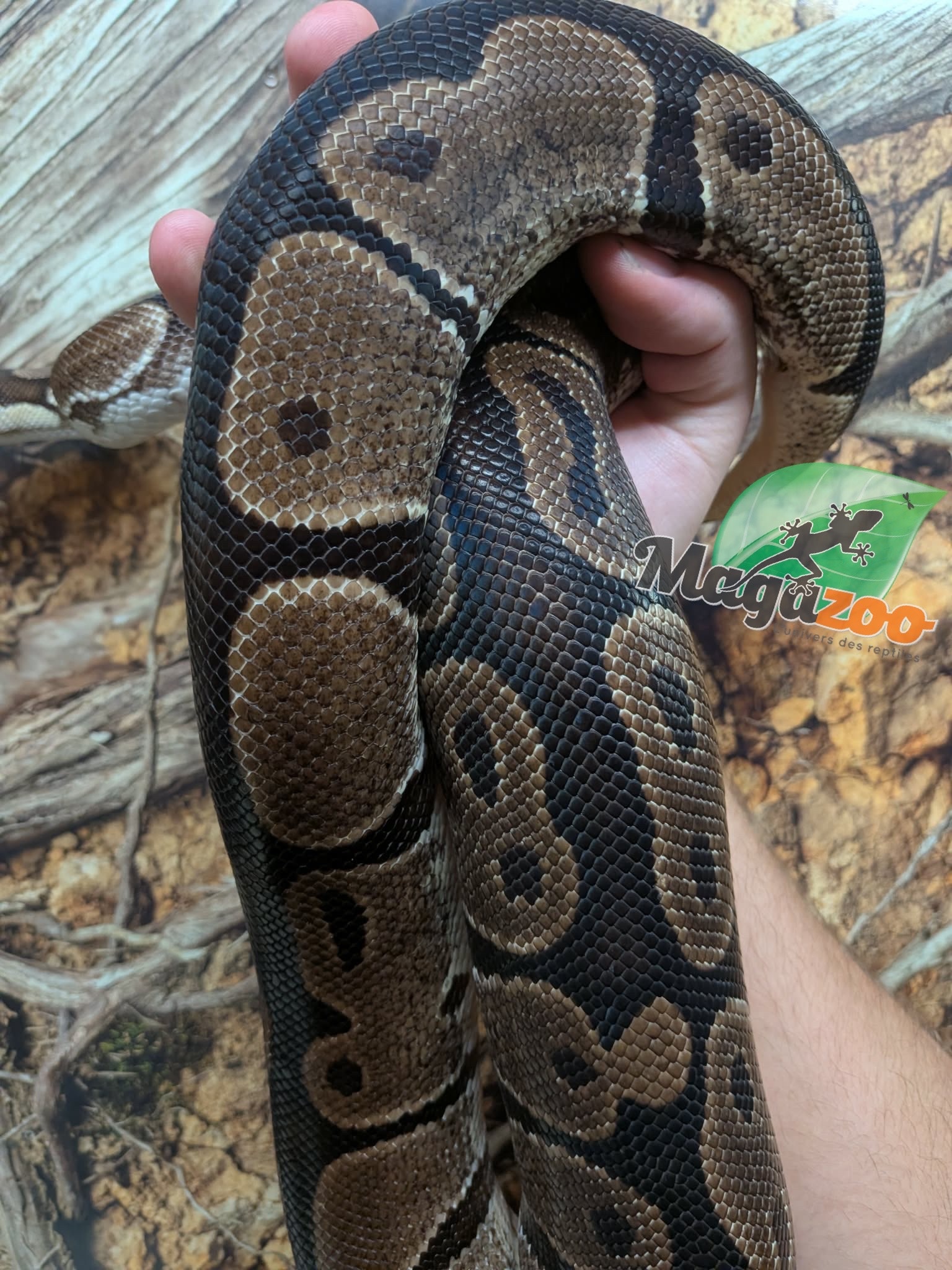 Magazoo Python royal régulier Adulte 8 ans / Adoption - 2ième chance