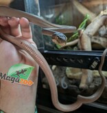 Magazoo Boa Arboricole d'Amazonie (ATB) Tiger Garden Patterless 1/09/25