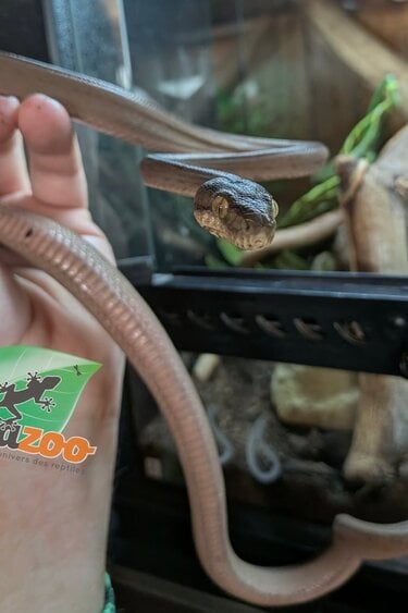 Magazoo Boa Arboricole d'Amazonie (ATB) Tiger Garden Patterless 1/09/25