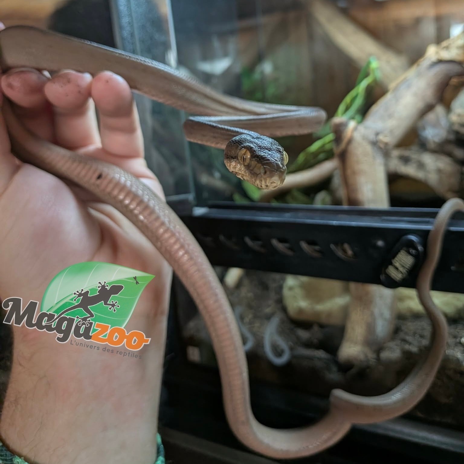 Magazoo Tiger Garden Patternless Amazone tree boa (ATB) 01/09/25