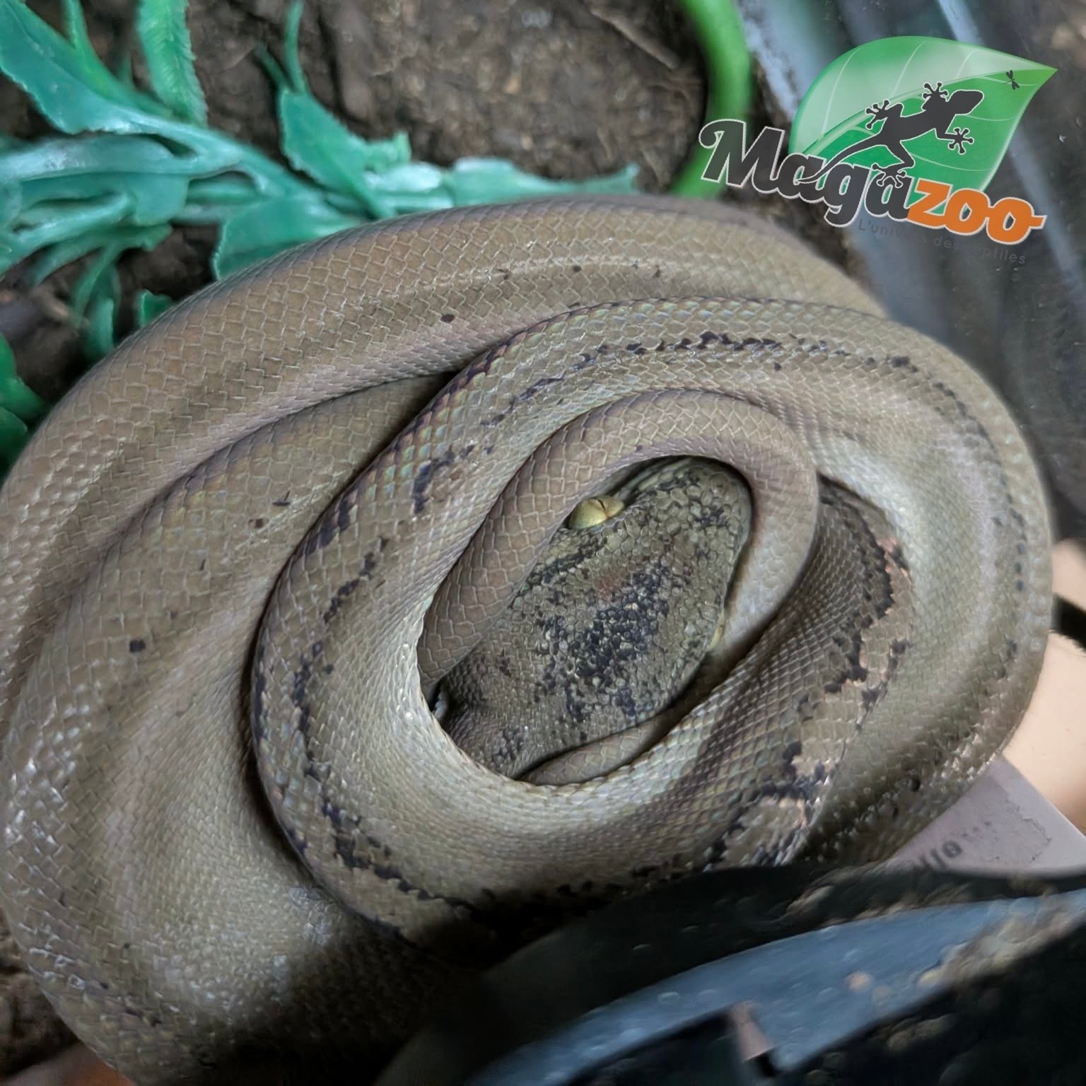 Magazoo Boa Arboricole d'Amazonie (ATB) Tiger Garden Patterless 1/09/25