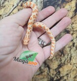 Magazoo Hétérodon de l'ouest Red line Albino Bébé