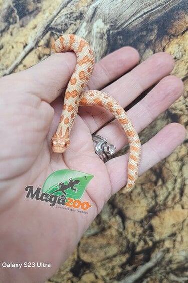 Magazoo Hétérodon de l'ouest Red line Albino Bébé