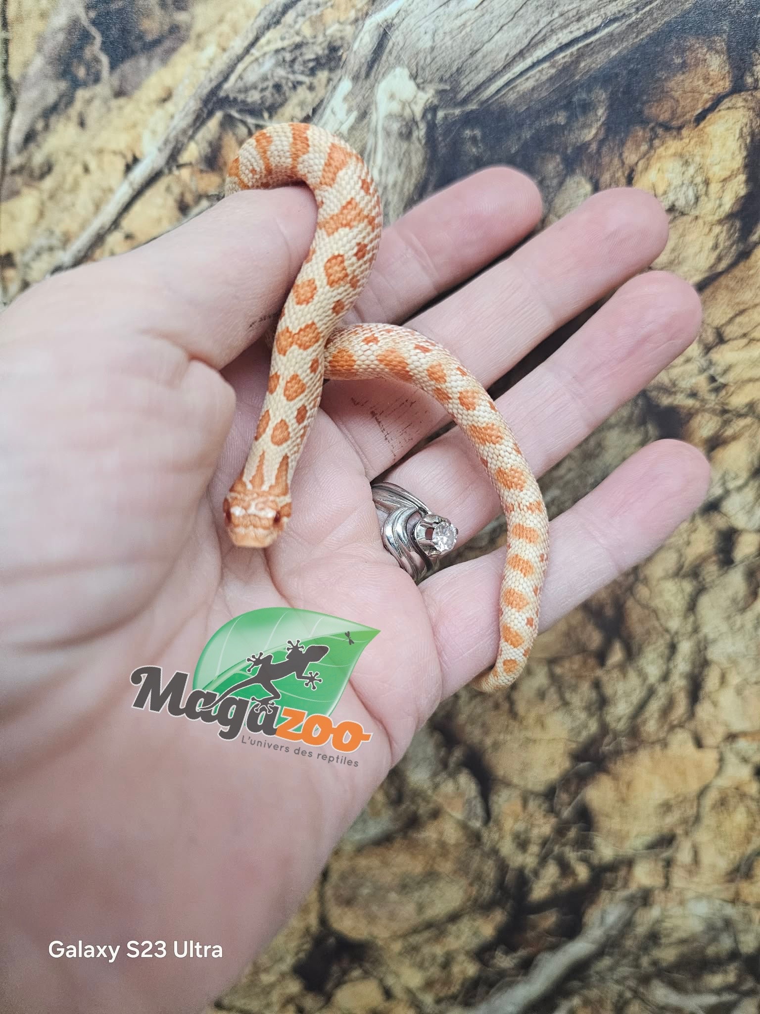 Magazoo Hétérodon de l'ouest Red line Albino Bébé